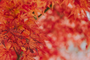 Naklejka na ściany i meble Autumn maple momiji leaf. Seasonal natural landscape in fall season. Natural background with copy space.
