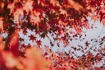Autumn maple momiji leaf. Seasonal natural landscape in fall season. Natural background with copy space.