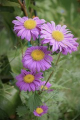 flowers in the garden