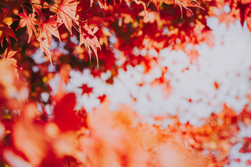 Autumn maple momiji leaf. Seasonal natural landscape in fall season. Natural background with copy space.
