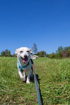 Angeleinter Hund geht Gassi