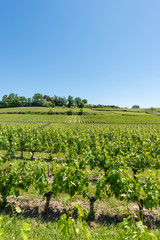 Fototapeta na wymiar SAINT-EMILION (Gironde, France), vignes autour du village 