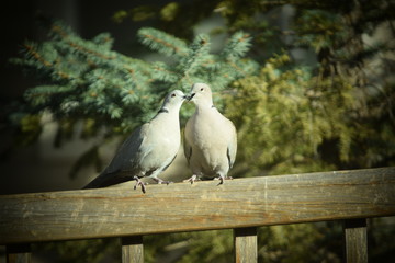 doves
