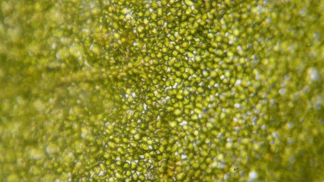 Chloroplast under a microscope. Chloroplasts in plant cells. Cell structure view of leaf surface showing plant cells under microscope for education. Green plant cells under microscope. GMO. DNA.