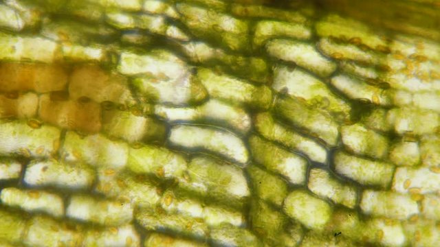 Chloroplast under a microscope. Chloroplasts in plant cells. Cell structure view of leaf surface showing plant cells under microscope for education. Green plant cells under microscope. GMO. DNA.