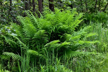 Blossoming flowers in botanical garden
