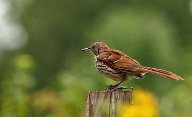 Brown Thrasher - beautiful bird