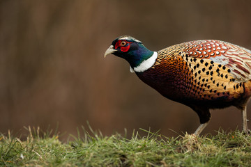 colorful Bird