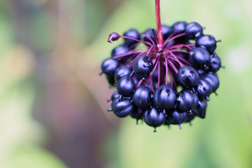 Acanthopanax Senticosus, also called Siberian Ginseng, Eleutherococcus senticosus berries are a...