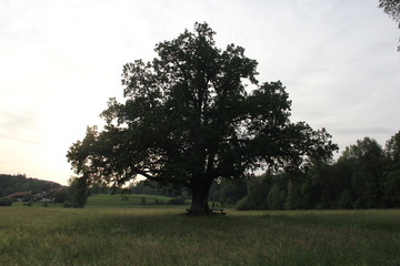Obraz premium Big tree