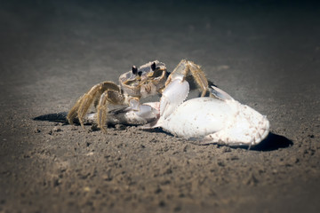 Ghost crab on a sandy beach eating fish. Night shooting