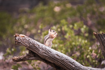 Squirrel eating