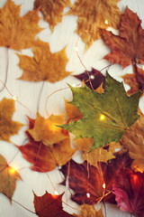 many fallen maple leaves in the lights of a luminous garland. celebrate autumn weekend