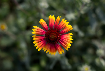 Beautiful bright flower close-up. Closeup photo of a Common Blanketflower, als known as Common Gaillardia