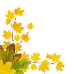Naklejka na ściany i meble Autumn maple twigs with colorful leaves in a corner seasonal arrangement