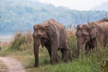 Fototapeta na wymiar Big elephant and their family in the land of Jim Corbett National Park, Uttarakhand