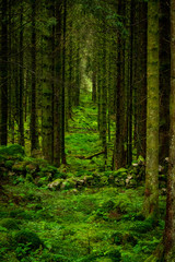 Fototapeta na wymiar Scottish forest with lines of trees