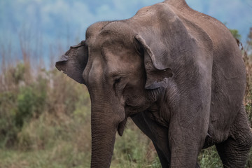 Fototapeta na wymiar Big elephant and their family in the land of Jim Corbett National Park, Uttarakhand