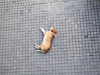 stray stray dog ​​sleeping on the pavement on the road