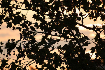 background with branches of tree