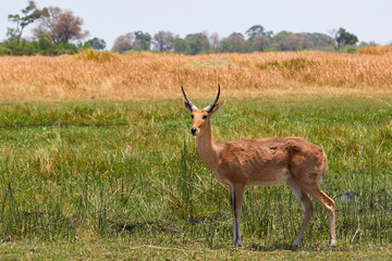 Naklejka na ściany i meble Common reedbuck in the savannah of Botswana