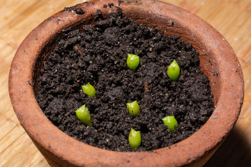 Babies cactus Echinocactus Grusonii in a terracotta flower pot with wet soil. Three week old cacti. Botanical concept. Cacti is in the process of germinating from seed. Close up, selective focus