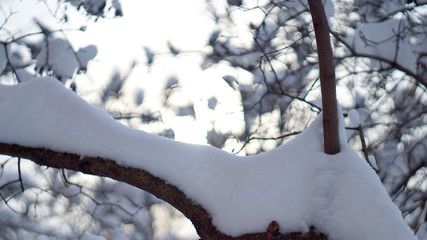 tree in winter, frost, snow