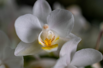 Fototapeta na wymiar Orchideen Zauber