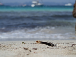 leaf on the beach