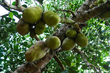 View on green ripe raw Tanzania jackfruits (Artocarpus heterophyllus) hanging from branch of tree - Zanzibar