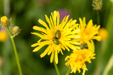 Bugs are sleeping in buttercup bloom