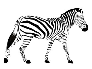 Zebra with black stripes isolated on a white background. © qwertfak