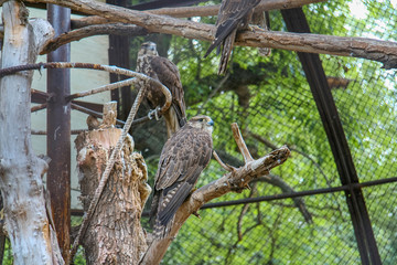Kharkiv state zoological park