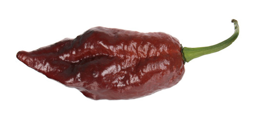 Fresh brown chili pepper (Capsicum chinense) close-up isolated on white background