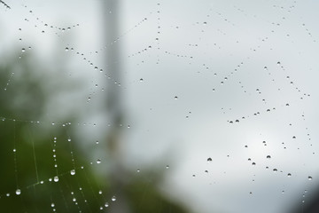 spider web with drops of water after rain, plants and blue sky background