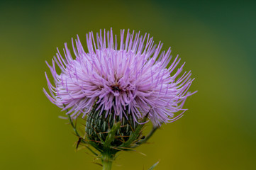 Thistle 3