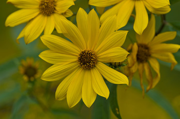 Yellow Flower Closeup