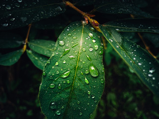 leaflets with droplets