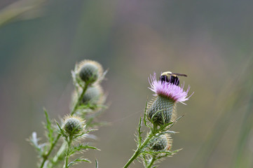 Thistle & Bee