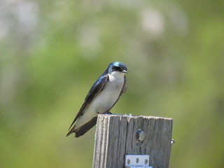 Blue and White Swallow