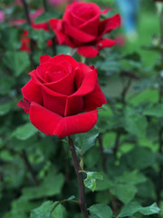 Big Red Tea Rose on a bush