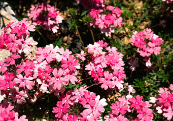 Obraz premium Beautiful group of pink flowers Verbena Tapien Salmon