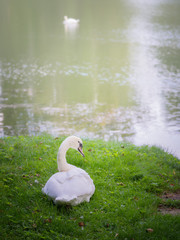 A pair of white swans on the lake. Swan fidelity