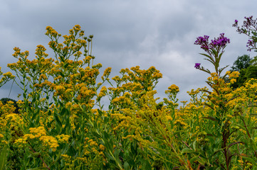 Golden Field  and clouds