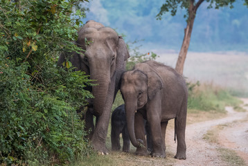Big Tusker family at Jim Corbett National Park