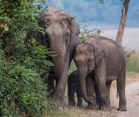 Fototapeta premium Big Tusker family at Jim Corbett National Park