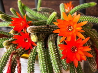 Beautiful and big red flowers growing on a cactus Echinopsis chamaecereus