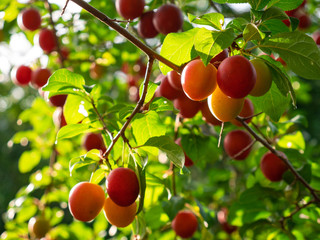 Mirabelle plums (Prunus domestica var. Syriaca) growing on the tree ready to pick up