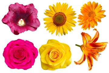 Collection of different flowers on a transparent background. Roses, calendula, lily. sunflower.
