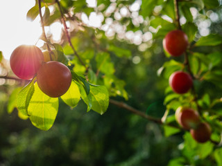 Mirabelle plums (Prunus domestica var. Syriaca) growing on the tree ready to pick up